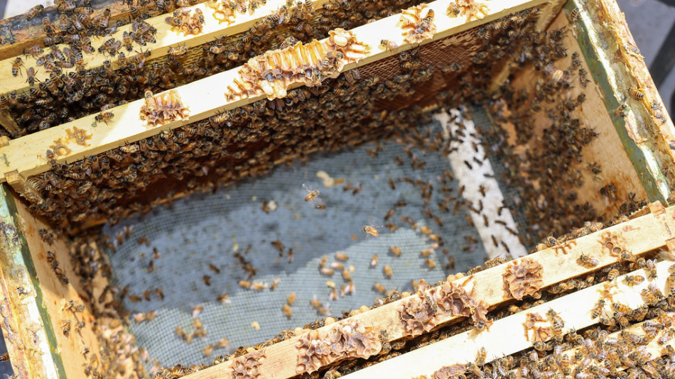 NEUF at the Roundtable: Biodiversity and the Built Environment